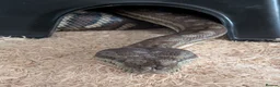 Python Snake reptiles for sale: Breeding pair of Bredli's Pythons, CB 2019 in Bridlington - Advert 4