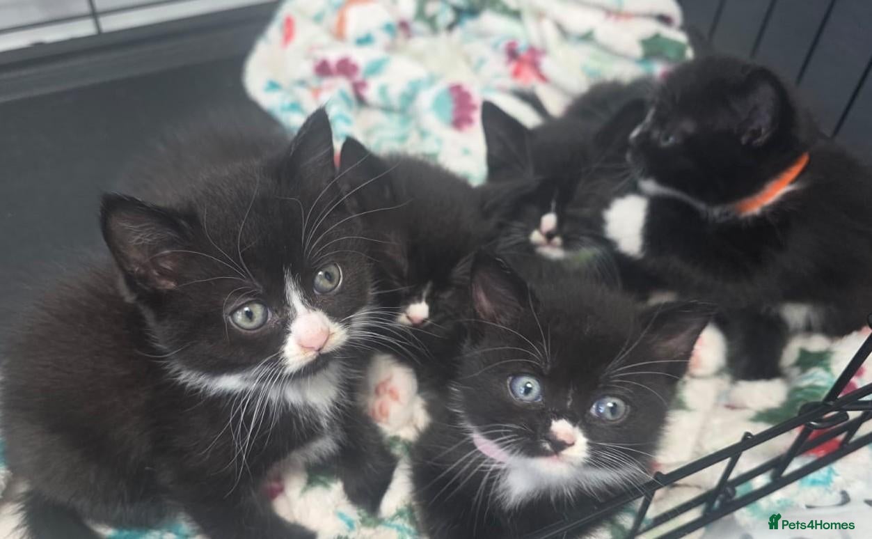 British Shorthair cats Gorgeous BSH cross Black & White Kittens  - Advert 1