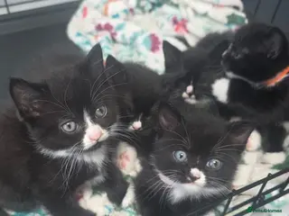 British Shorthair cats Gorgeous BSH cross Black & White Kittens - Advert 1