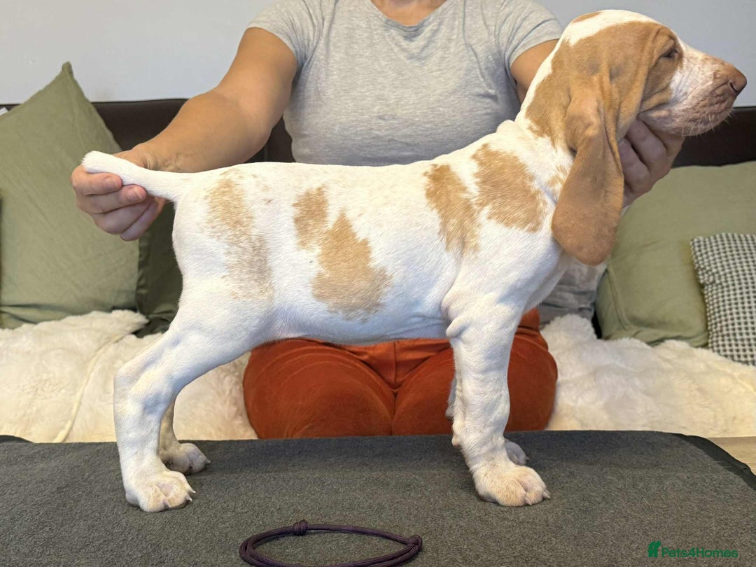 Bracco Italiano dogs for sale: 🌟Top Breeder 2021,22,23,24,25🌟 - Image 1