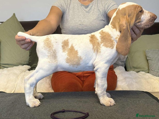 Bracco Italiano dogs - Advert 1