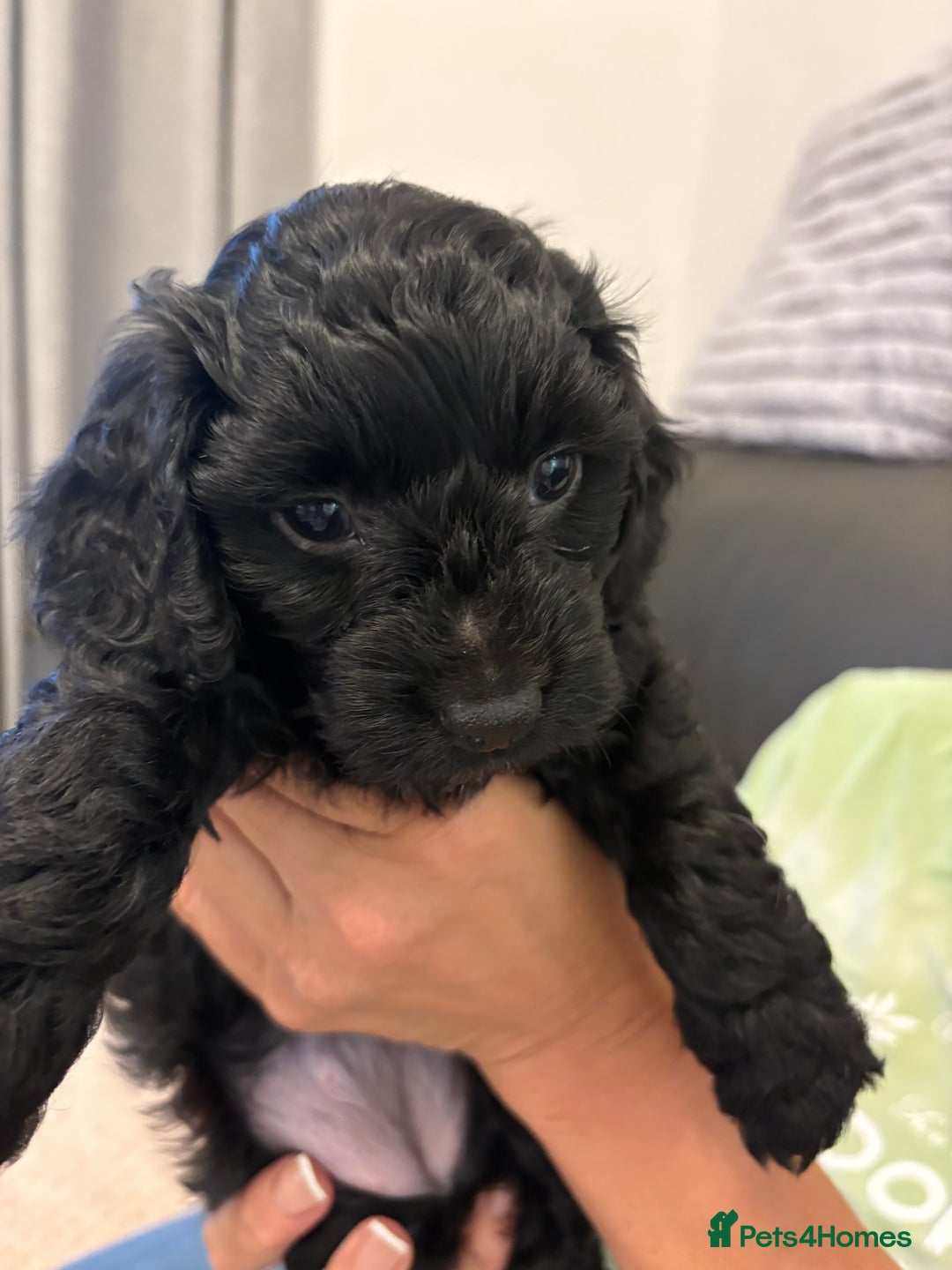 Mixed Breed dogs for sale: Cockapoo cross Poochon  - Image 6