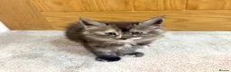 Maine Coon cats for sale: Stunning Fluffy Maine Coons - Advert 26