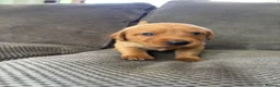 Labrador Retriever dogs for sale: Fox Red Labrador Puppies - Advert 3