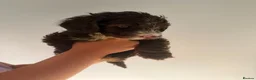 Cockapoo dogs for sale: 5 beautiful Cockapoos ready for there new homes  - Advert 7