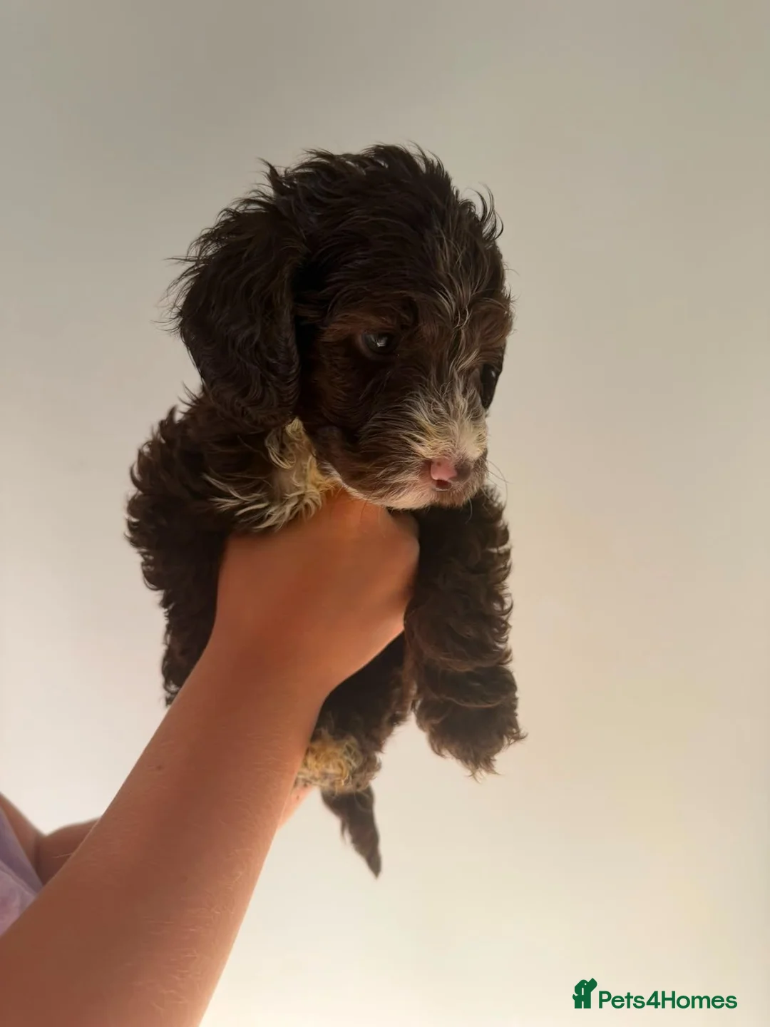 Cockapoo dogs for sale: 5 beautiful Cockapoos ready for there new homes  - Advert 7