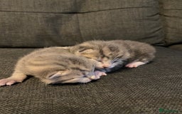 British Shorthair cats for sale: Grey British short hair kittens  - Image 3