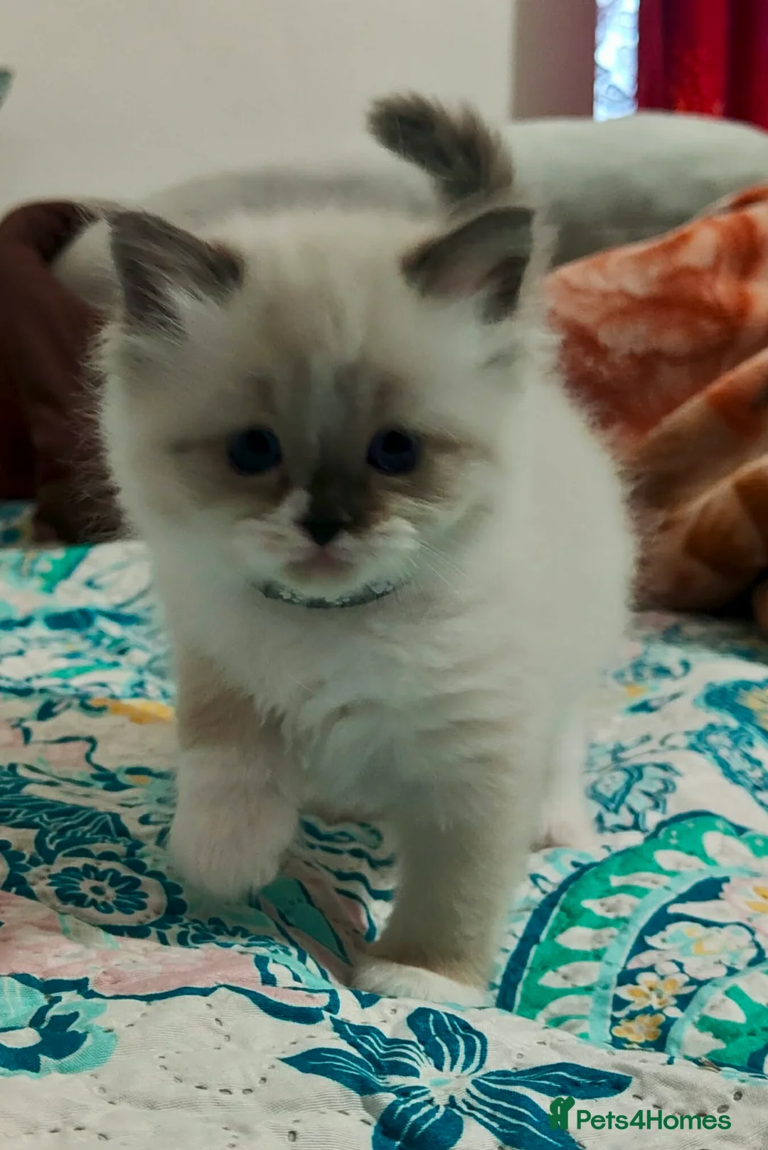 Ragdoll cats for sale: Give Your Heart a Friend-Beautiful Ragdoll Kittens - Advert 10