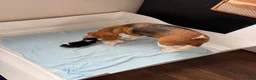 Beagle dogs for sale: Beagle pups both female 1 tri and one lemon - Advert 22