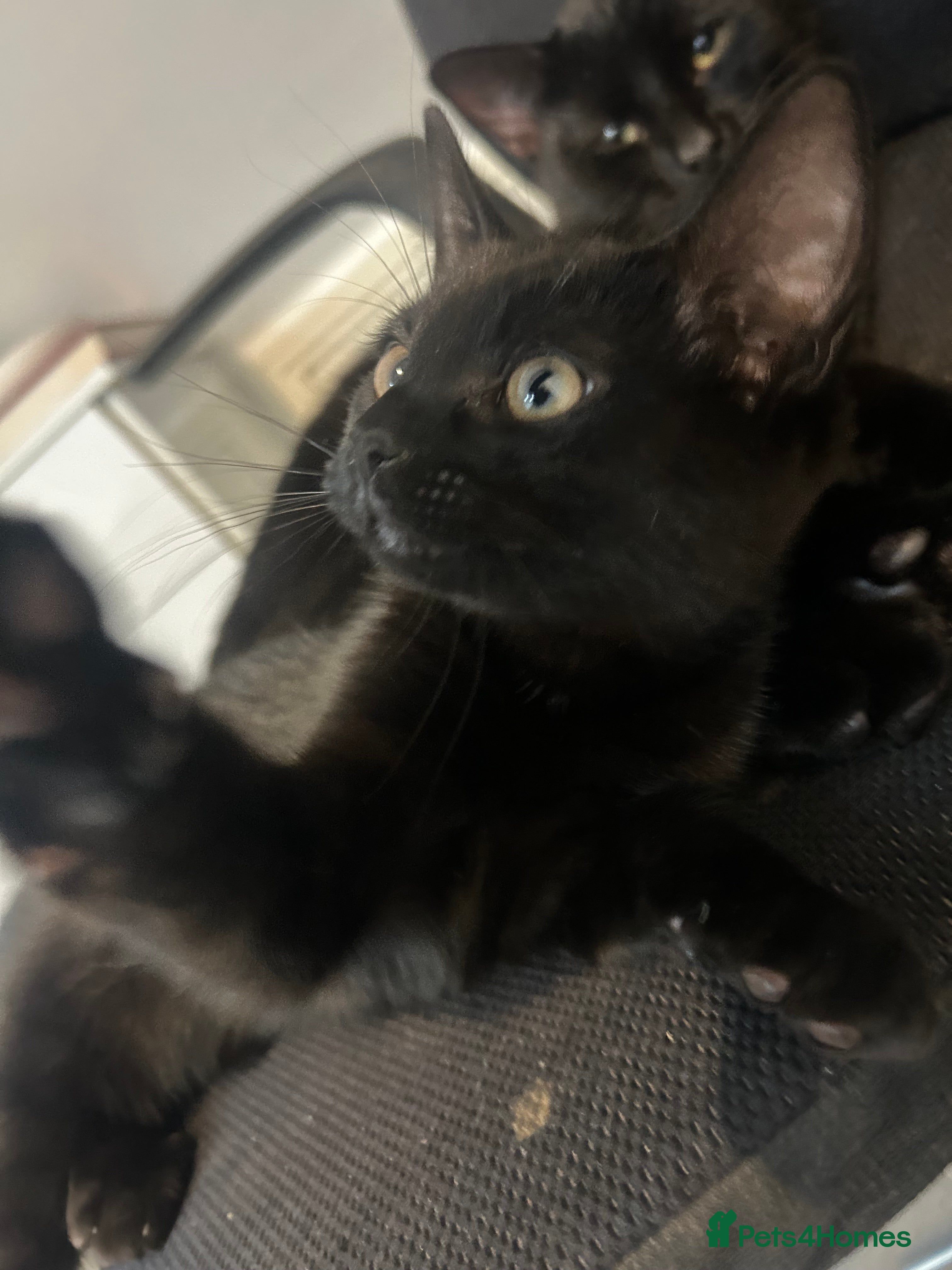 Mixed Breed cats 12wk Male Kitten – Bengal x British Shorthair - Advert 12