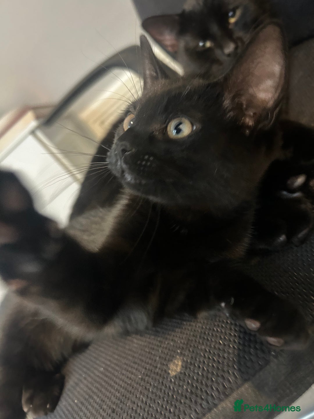 Mixed Breed cats for sale: 12wk Male Kitten – Bengal x British Shorthair - Advert 1