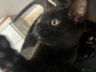 Mixed Breed cats 12wk Male Kitten – Bengal x British Shorthair - Advert 7