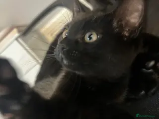 Mixed Breed cats 12wk Male Kitten – Bengal x British Shorthair - Advert 7