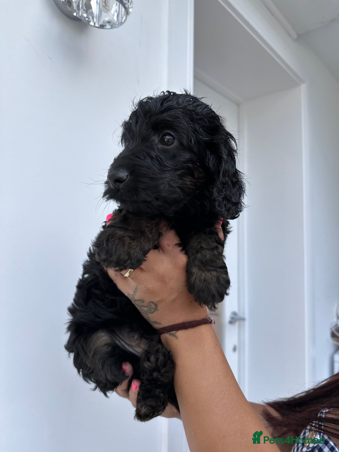 Cockapoo dogs for sale: Beautiful tri cockerpoos  - Image 20