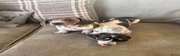 Dachshund dogs for sale: Two beautiful Isabela dachshund b in Rugby - Advert 31