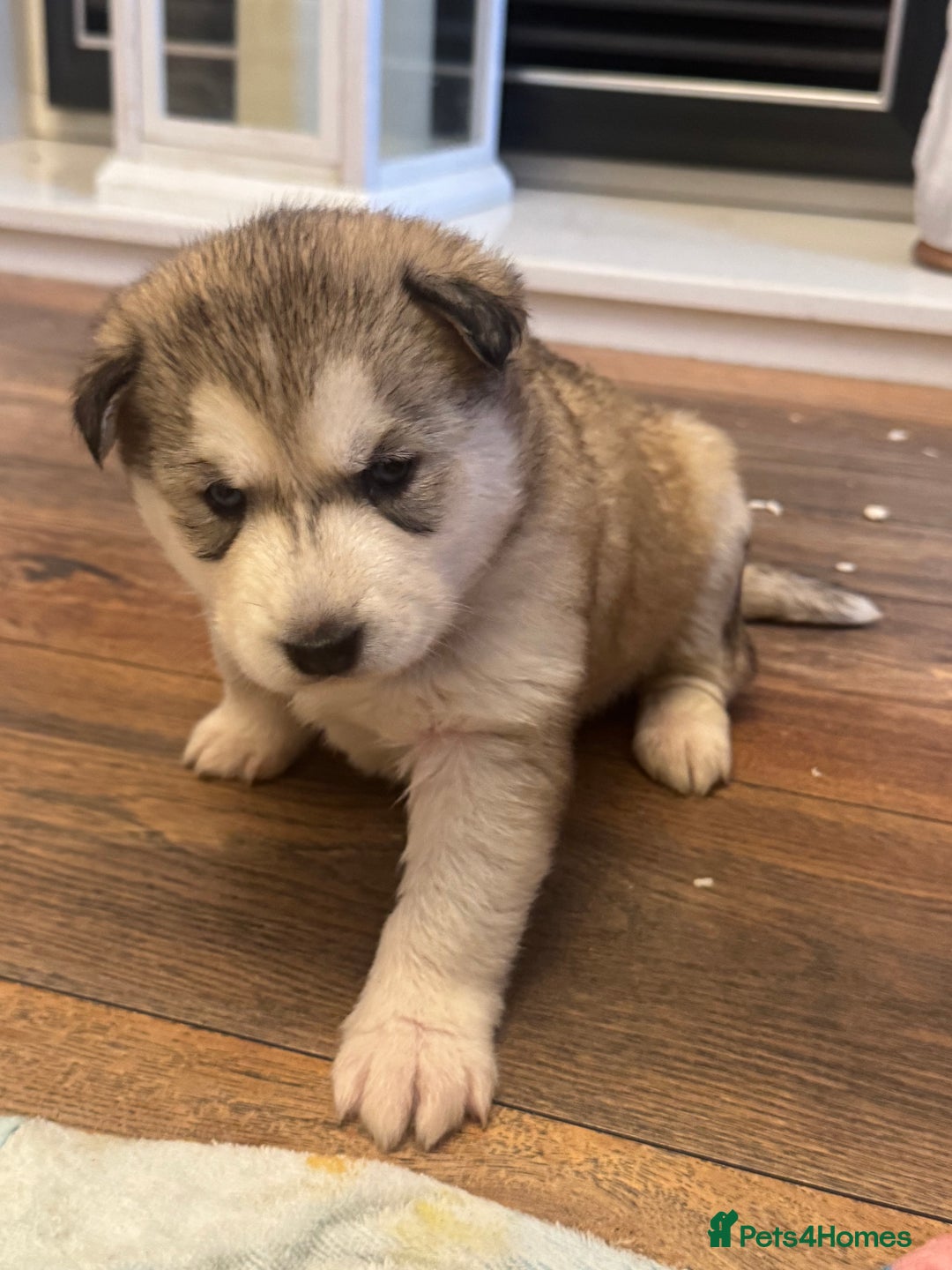 Siberian Husky dogs for sale: Siberian Husky puppies 3 girls 1 boy - Advert 5