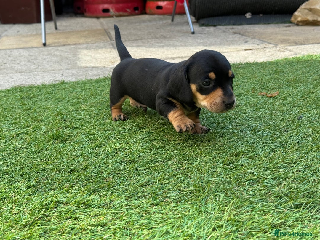 Miniature Dachshund dogs for sale: KC Reg, short haired miniature daschund puppies - Image 8