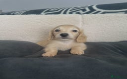 Miniature Dachshund dogs for sale: 2 male longhaired cream mini dachshunds. - Image 4