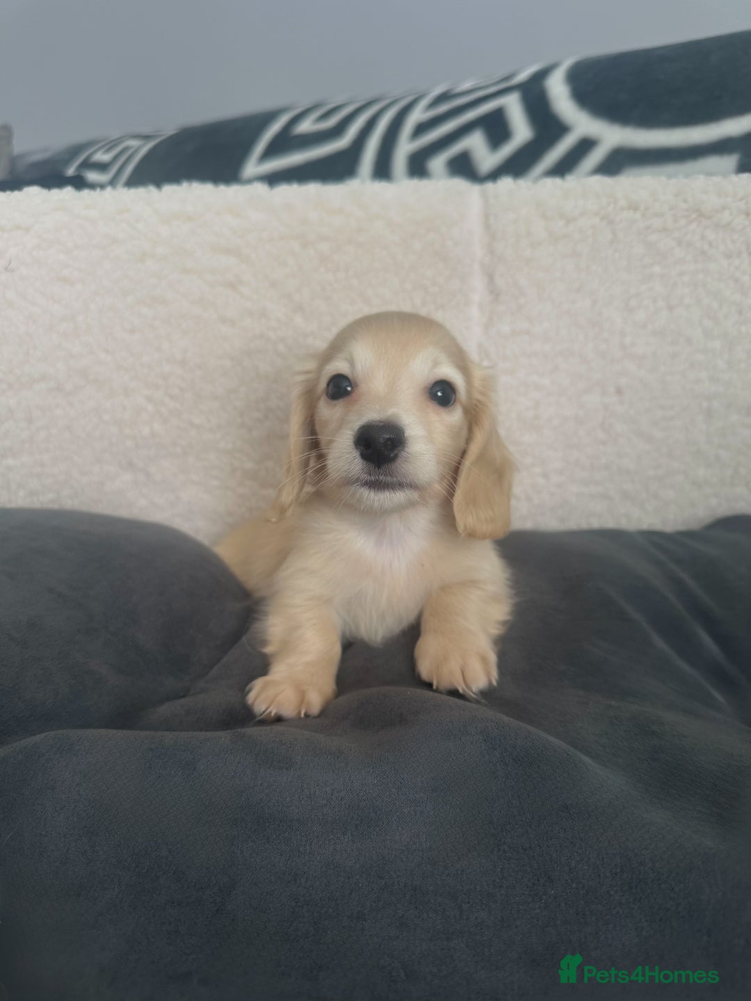 Miniature Dachshund dogs for sale: 2 male longhaired cream mini dachshunds. - Image 4