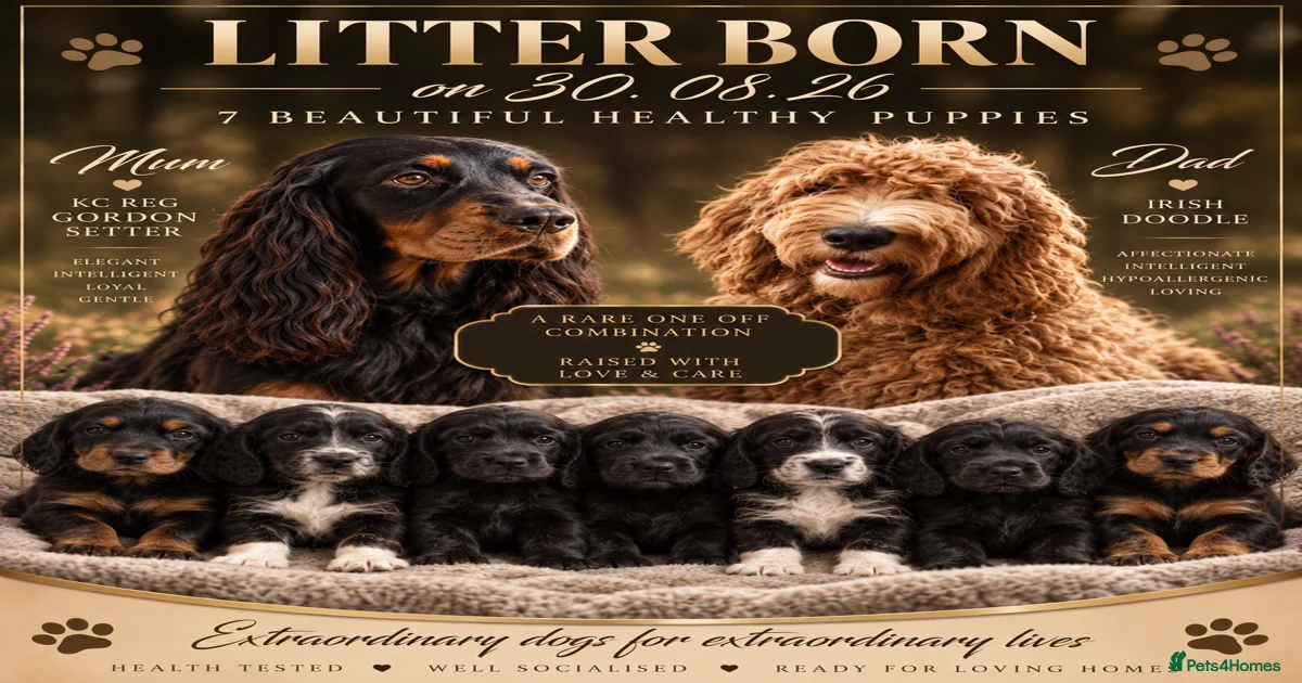 Mixed Breed Puppies for sale in Hounslow, Greater London | Pets4Homes