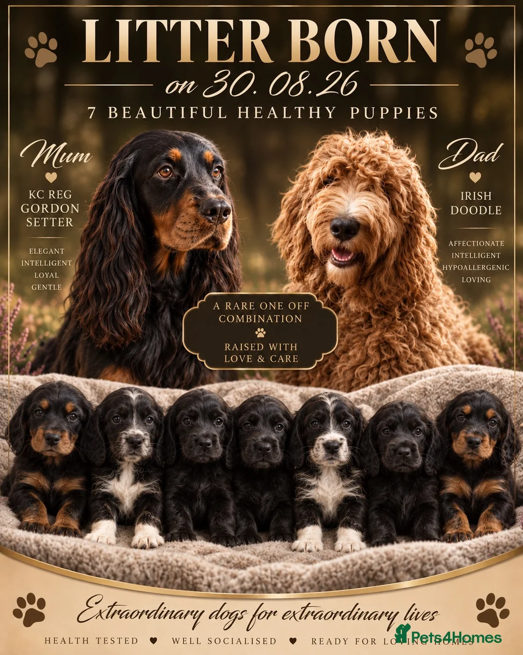 Mixed Breed dogs for sale: Stunning litter of Gordon Doodles. - Advert 1
