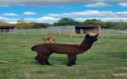 Alpaca livestock for sale: 6 Pedigree Female Alpacas - Image 4