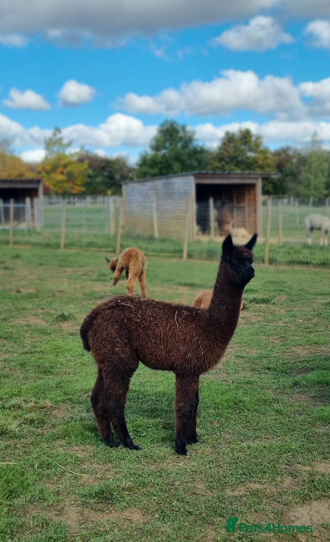 Alpaca livestock for sale: 6 Pedigree Female Alpacas - Image 4