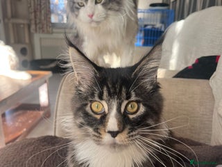 Maine Coon cats for sale: 2 Mainecoon boys - Advert 1