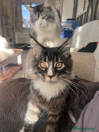 Maine Coon cats 2 Mainecoon boys - Advert 1