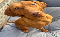 Hungarian Vizsla dogs for sale: Hungarian Viszla girl - Image 2