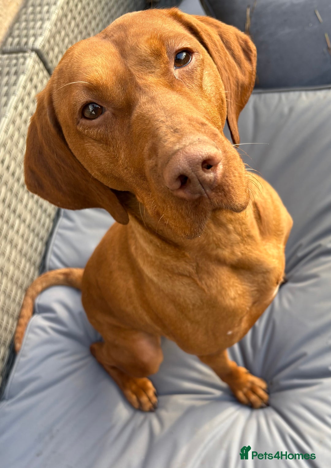 Hungarian Vizsla dogs for sale: Hungarian Viszla girl - Image 2