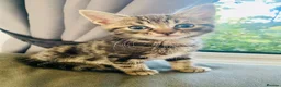 Bengal cats for sale: Gorgeous bengal kitten  in Radstock - Advert 11