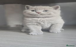 British Shorthair cats for sale: Show Quality Champions British Shorthair GCCF - Image 2