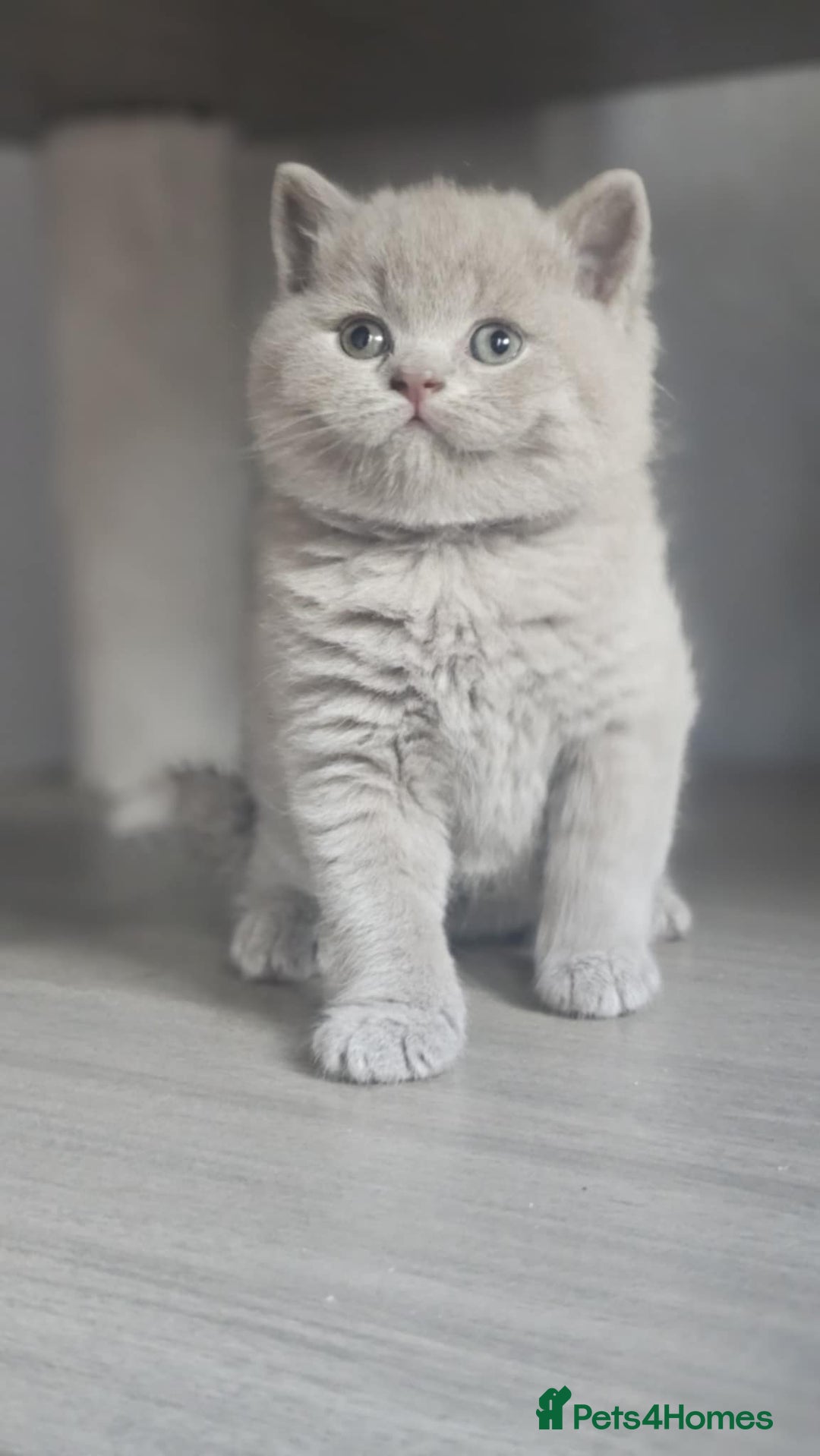 British Shorthair cats for sale: Show Quality Champions British Shorthair GCCF - Image 2