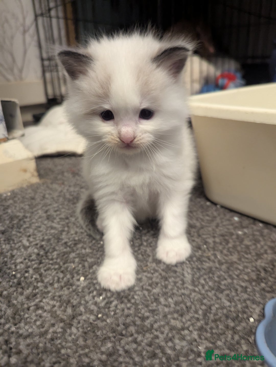 Ragdoll cats for sale: ragdoll kittens (only 1 boy left main picture) - Image 26