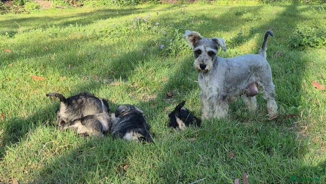 Miniature Schnauzer dogs for sale: Pure bred Miniature Schnauzer Puppies for Sale - Image 8
