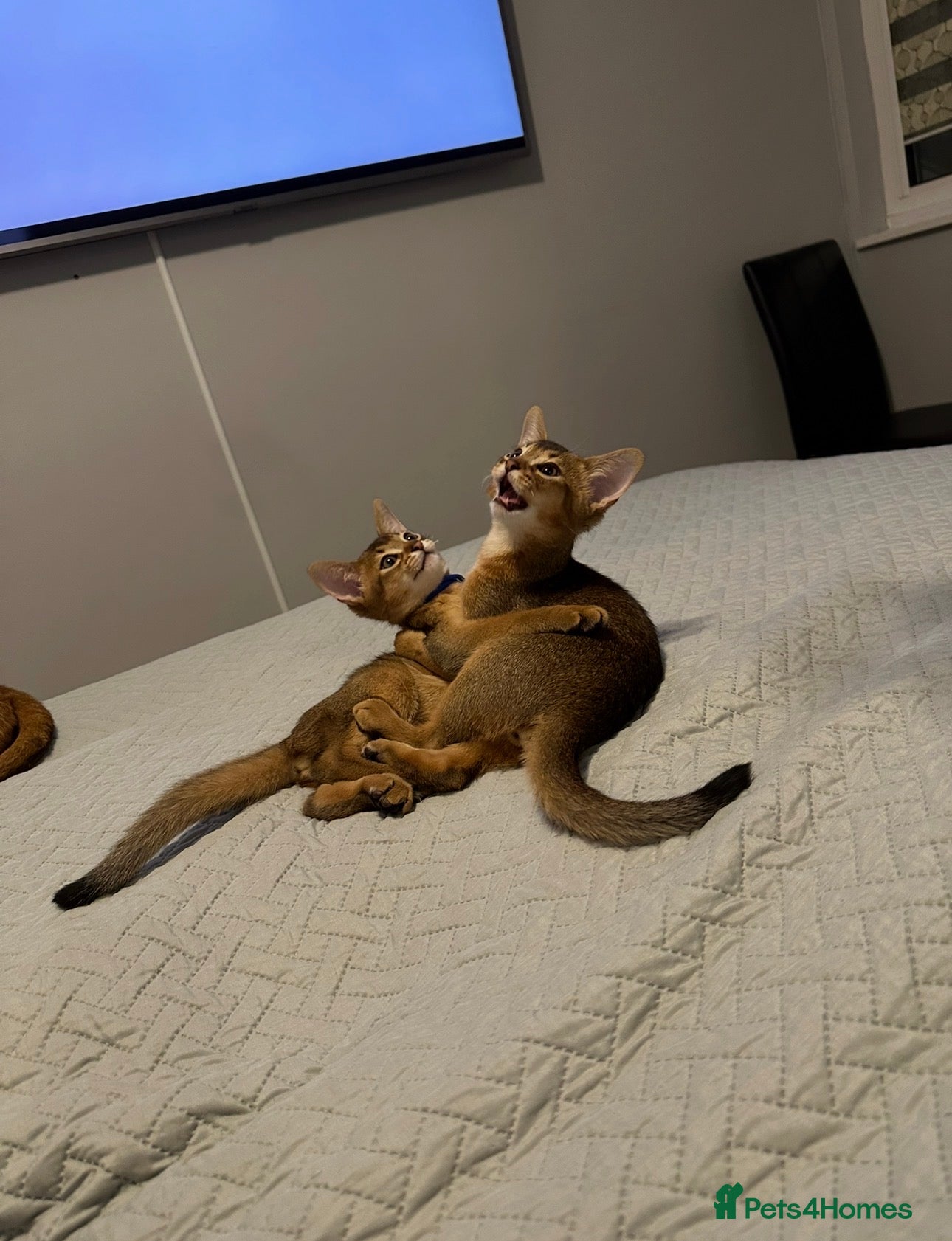 Abyssinian cats Abyssinian kittens  - Advert 8