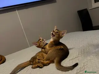 Abyssinian cats Abyssinian kittens - Advert 7