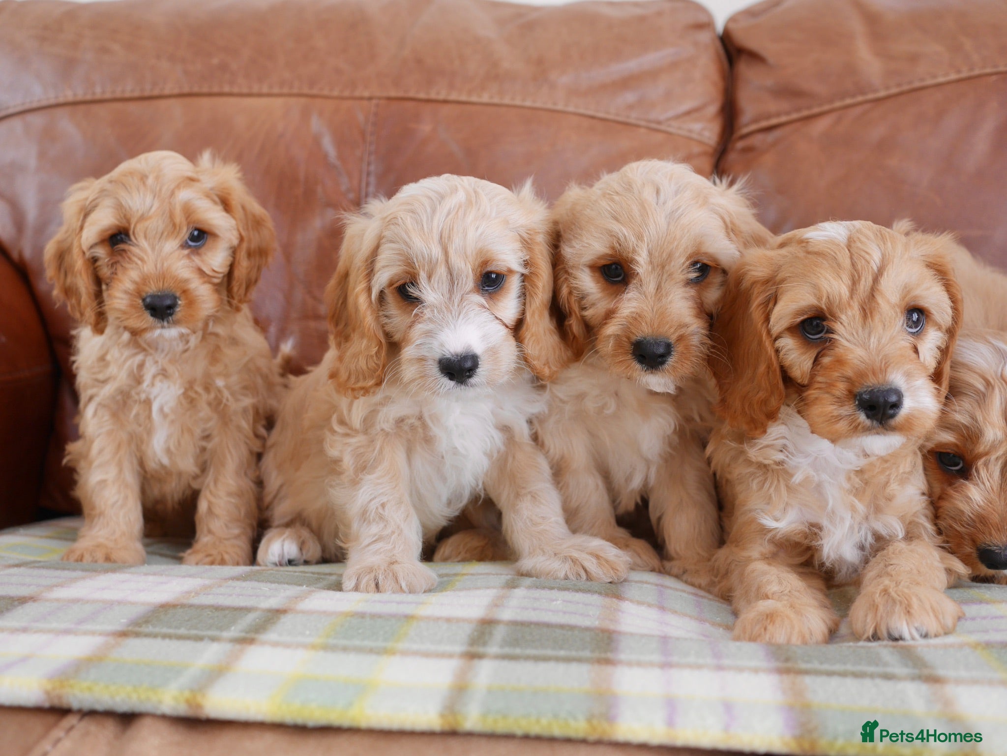 Cavapoo dogs Well bred Health Tested F1 Cavapoo Puppies - Advert 1