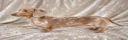 Miniature Dachshund dogs for stud: Isabella & Cream Dapple Miniature Dachshund Stud - Advert 4