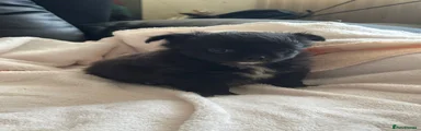 Chihuahua Puppy 3