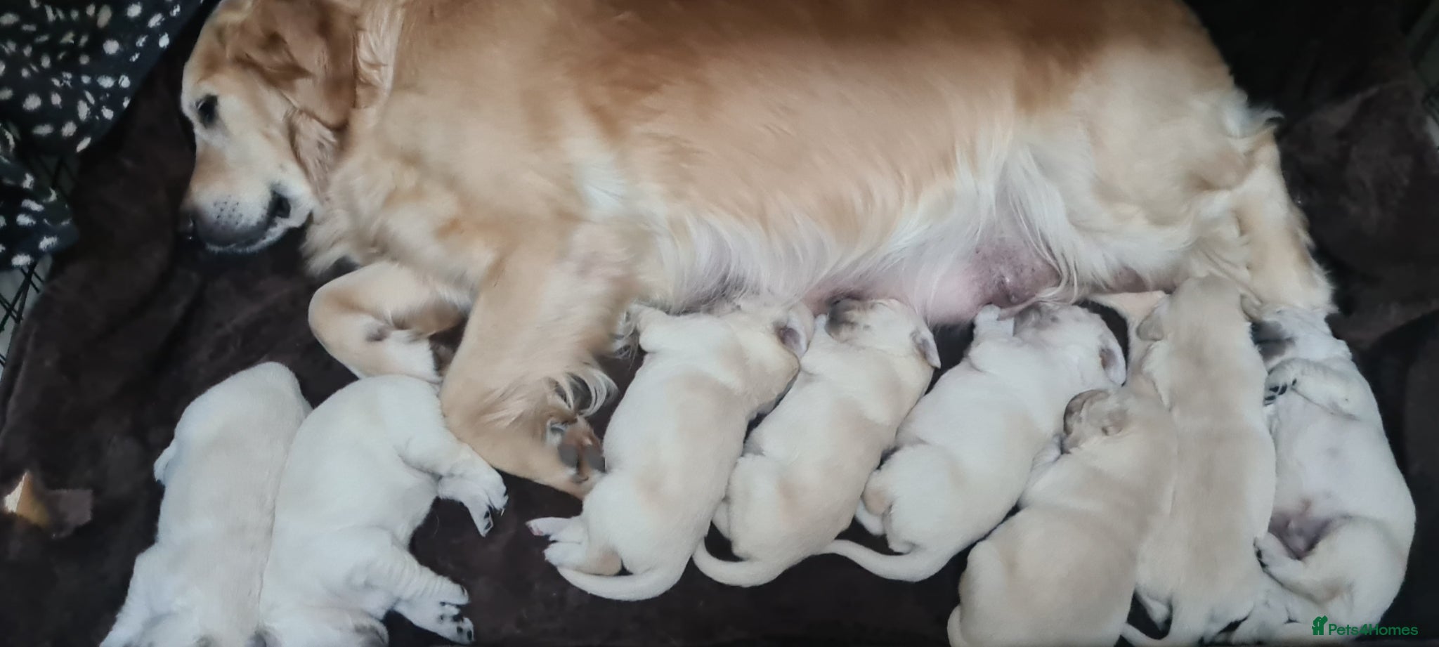 Golden Retriever dogs Golden Retrievers puppies - Advert 11