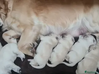 Golden Retriever dogs Golden Retrievers puppies - Advert 15