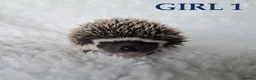 Pygmy Hedgehog rodents for sale: Pygmy hedgehogs, one boy two girls - Advert 4