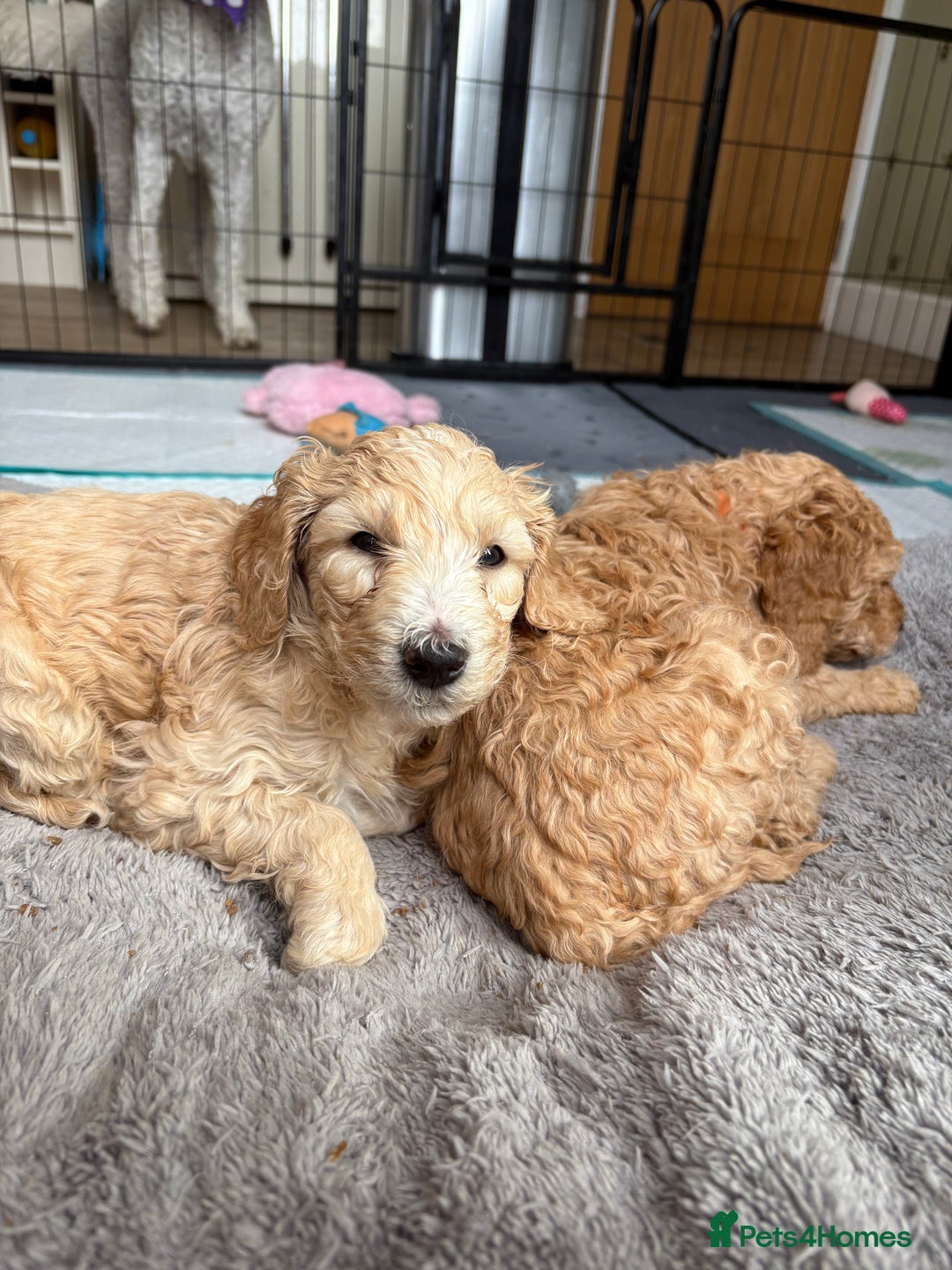 Goldendoodle dogs for sale: 🐶🐾🐶AUSTRALIAN DOUBLE DOODLE PUPPIES🐶🐾🐶 - Image 16