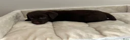 Labrador Retriever dogs for sale: Chocolate Labrador Puppies - Advert 3
