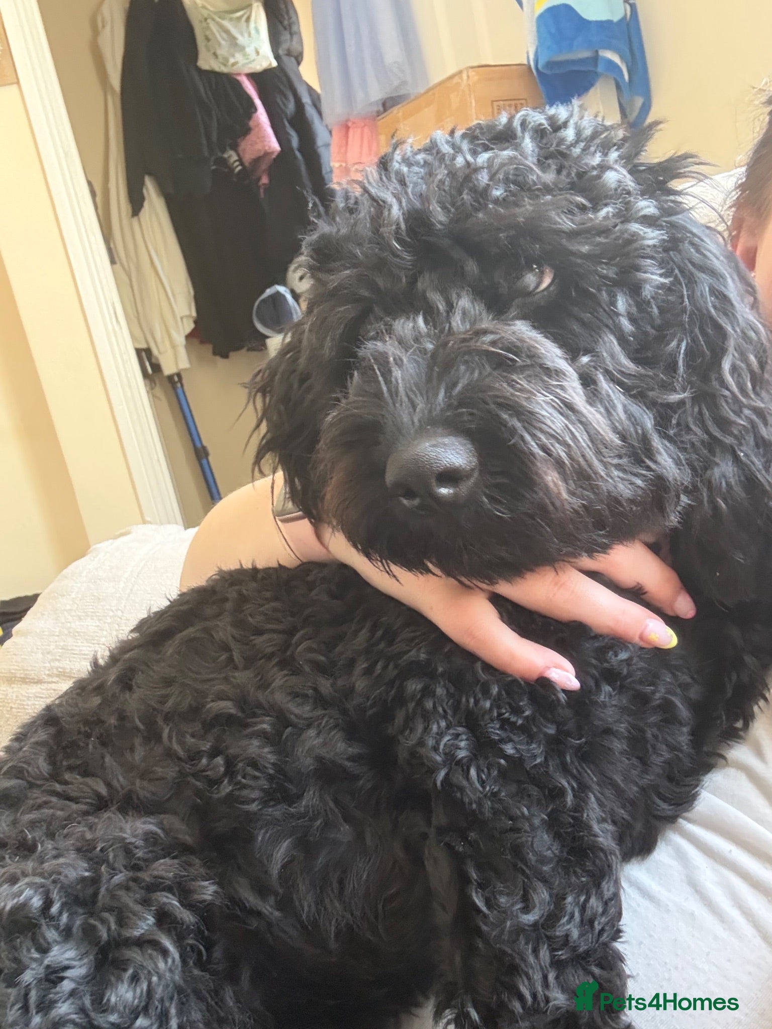 Cockapoo dogs 1 year old black cockapoo  - Advert 1