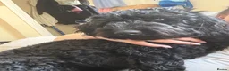 Cockapoo dogs for sale: 1 year old black cockapoo  - Advert 1
