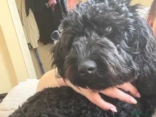 Cockapoo dogs 1 year old black cockapoo - Advert 3