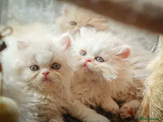 Exotic cats Exotic Persian kittens - Advert 4